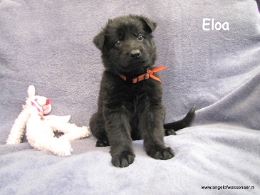 Eloa, zwarte ODH teef, 5 weken jong